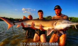 鲨鱼最新爆料视频大全集,揭秘海洋深处的秘密与奇观